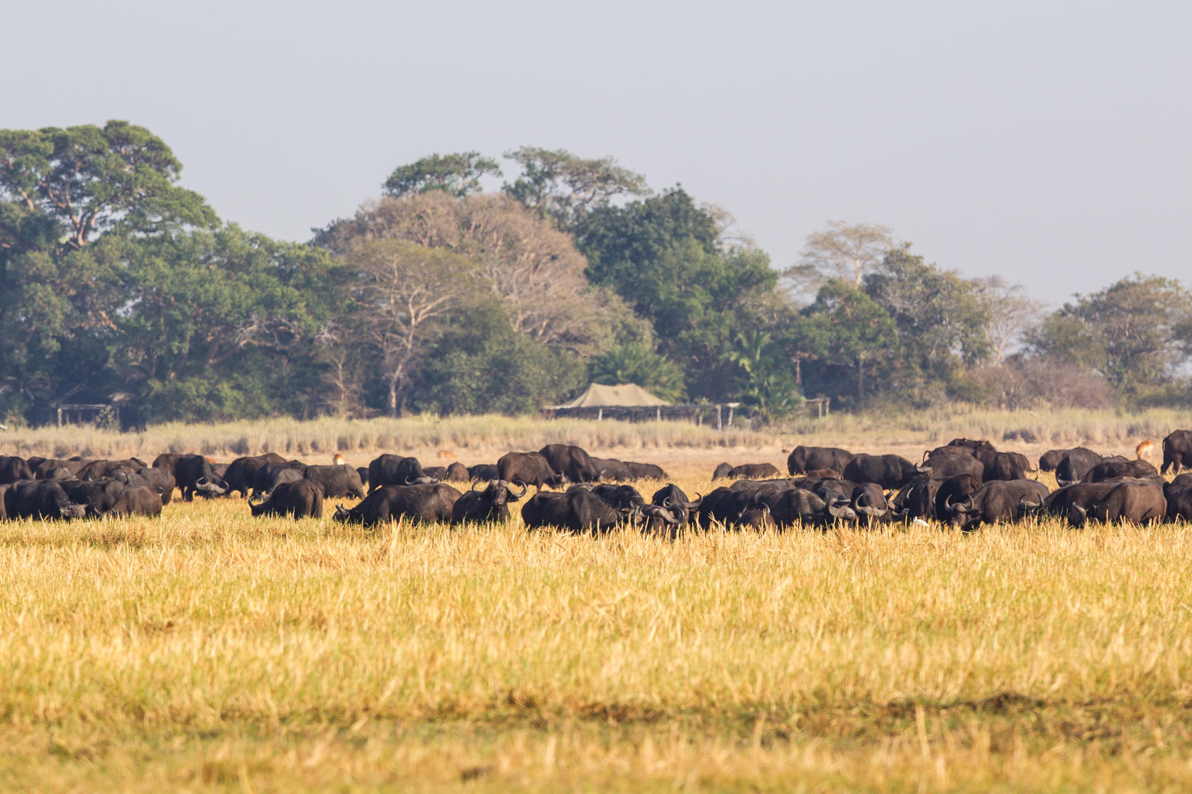 Wilderness Busanga Bush Camp